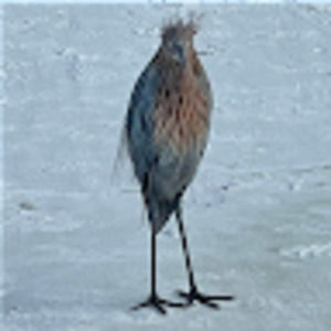 Meet your Posher, Jeni